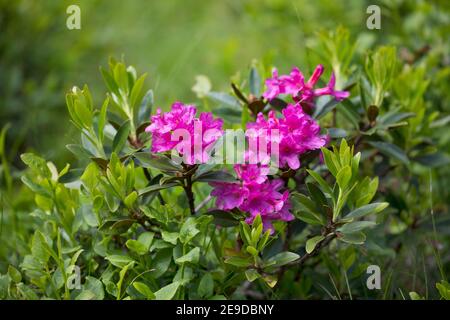 Rust-leaved alpine rose, snow-rose, snowrose, Rusty-leaved alpenrose, Rusty-leaved alprose (Rhododendron ferrugineum), blooming, Germany Stock Photo