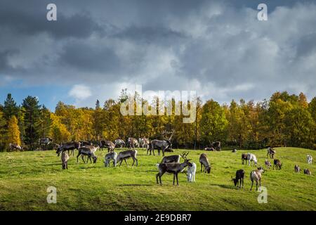 Herd of reindeers feeding on the meadow. Autumn in Norway. Stock Photo