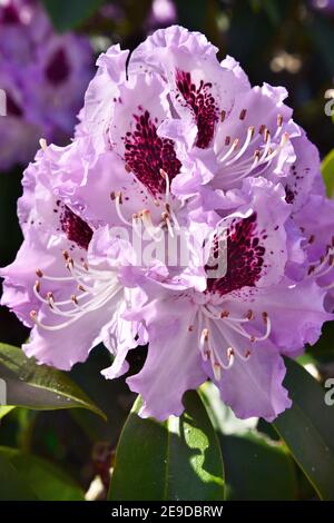 Lilac Coloured Rhododendron, Ericaceae Stock Photo - Alamy
