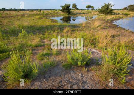 Common Heather, Ling, Heather (Calluna vulgaris), heather and young pines in wet heathland in the Hageven-Plateaux nature reserve, Belgium, Hageven, Stock Photo