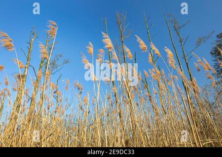 reed grass, common reed (Phragmites communis, Phragmites australis), reed grass in wind valley of the Grote Nete, Belgium, Scheps nature reserve, Stock Photo