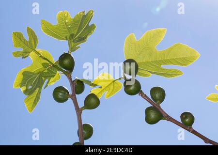 Edible fig, Common fig, Figtree (Ficus carica), figs on a branch at flowering time , Germany Stock Photo