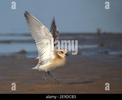 Lesser sand plover (Charadrius atrifrons schaeferi, Charadrius schaeferi), young bird walking with outstretched wings on the beach, side view, China, Stock Photo