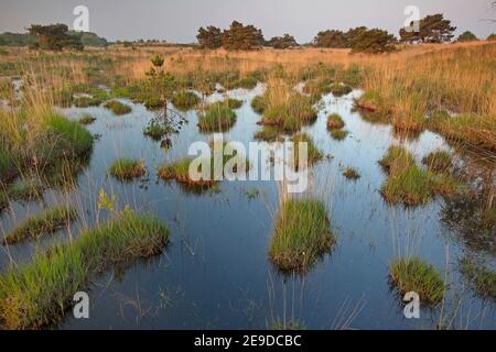 purple moor-grass (Molinia caerulea), wet heathland in the morning, Belgium, Hageven, Neerpelt Stock Photo