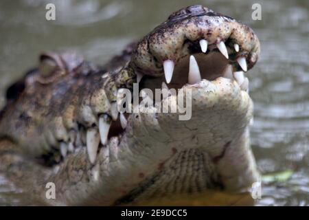 saltwater crocodile, estuarine crocodile (Crocodylus porosus), portrait in water with mouth open, Australia, Queensland Stock Photo