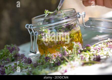 Broad-Leaved Thyme, Dot Wells Creeping Thyme, Large Thyme, Lemon Thyme, Mother of Thyme, Wild Thyme (Thymus pulegioides), selfmade thyme honey, Stock Photo