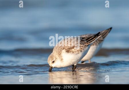 sanderling (Calidris alba), two sanderlings foraging in shallow water, side view, Netherlands, South Holland Stock Photo