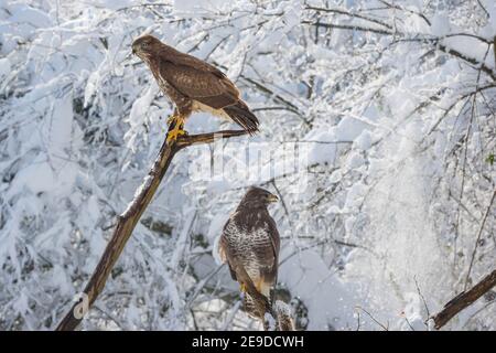 Eurasian buzzard (Buteo buteo), two Eurasian buzzards perched on a branch in snowy winter scenery, Switzerland, Sankt Gallen Stock Photo