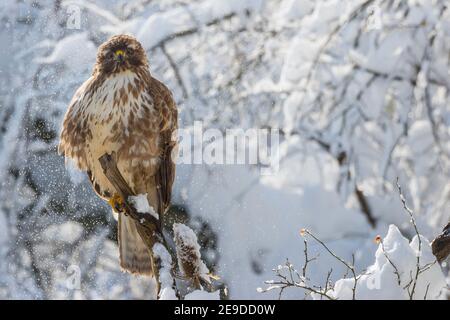 Eurasian buzzard (Buteo buteo), pale Eurasian Buzzard perched on a branch in snowy winter scenery, Switzerland, Sankt Gallen Stock Photo