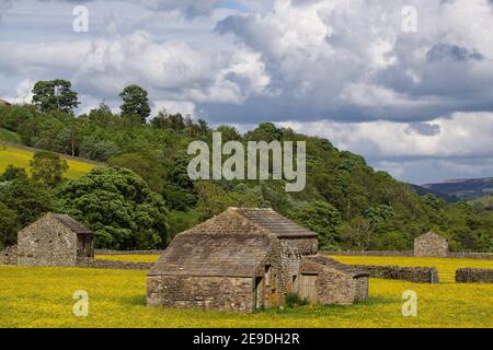 Field barns in hay meadows in full flower, near Muker, Swaledale, Yorkshire Dales National Park. Stock Photo