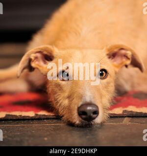 lurcher Stock Photo