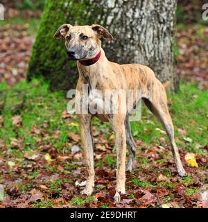 lurcher smooth, brindle Stock Photo