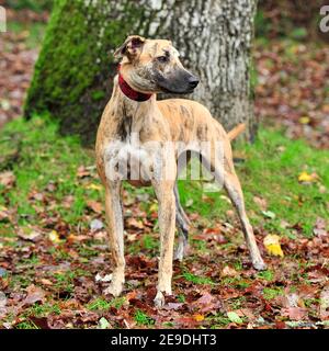 lurcher smooth brindle Stock Photo