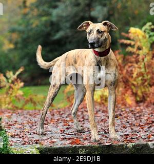 lurcher Stock Photo