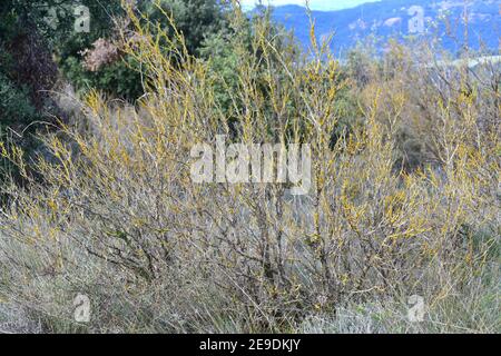 Dead boxwood (Buxus sempervirens) affected by the parasitic fungus ...