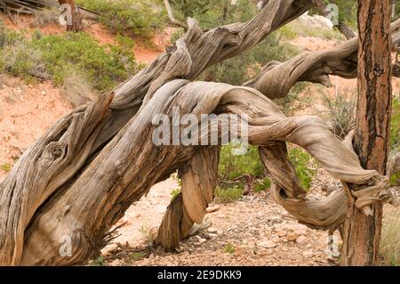 Utah juniper (Juniperus osteosperma) is an evergreen tree native to southwestern USA. Twisted trunk. This photo was taken in Bryce Canyon National