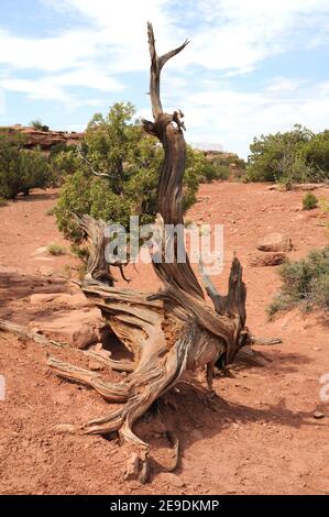 Utah juniper (Juniperus osteosperma) is an evergreen tree native to southwestern USA. Twisted trunk. This photo was taken in Utah, USA.