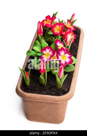 Colorful  Primulas in rectangular pot isolated on white Stock Photo