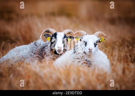 Cute goat couple relaxing in the tall grass on a rural meadow in the fall Stock Photo