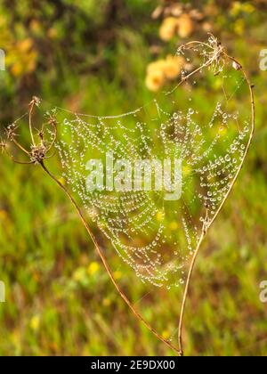 Spider web with dew drops close-up on dry branches of a plant on a blurred background Stock Photo