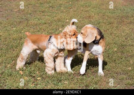 Cute cavalier king charles spaniel puppy and english beagle puppy are standing in the autumn park. Pet animals. Purebred dog. Stock Photo