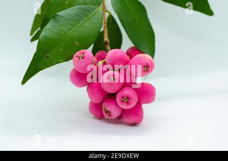 Commonly names Riberry called Syzygium Luehmannii with small leaved lilly pilly Stock Photo