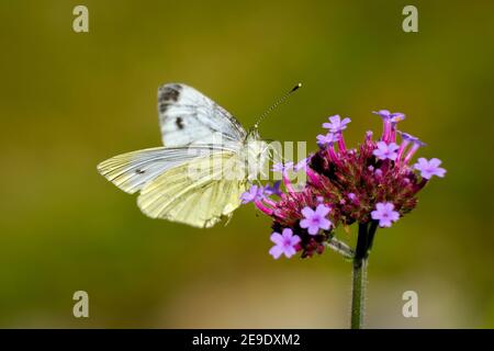 UK Butterflies - Small White - Pieris rapae