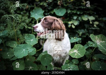 Pedigree pure breed young Springer Spaniel gun dog sat hiding in the middle of hedge plant head poking through bush excited trying to hide happy Stock Photo