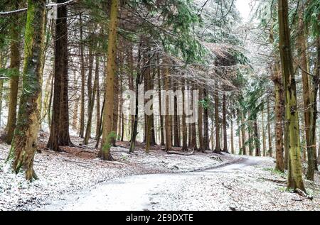 Path through Gwysaney Woods with snow. Stock Photo