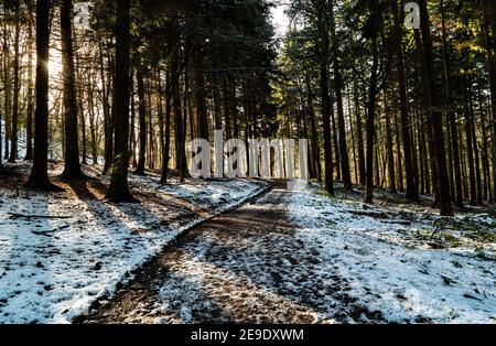 Path through Gwysaney Woods with snow. Stock Photo