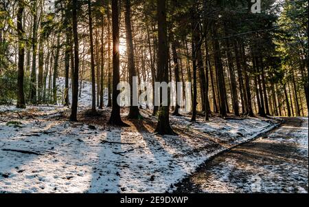 Path through Gwysaney Woods with snow. Stock Photo