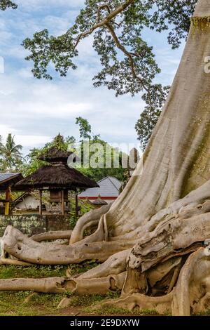 Trunk of a giant ancient Cotton tree or Kapok (Ceiba pentandra) in Magra village, Tabanan, Bali, Indonesia. Stock Photo