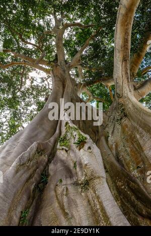 Trunk of a giant ancient Cotton tree or Kapok (Ceiba pentandra) in Magra village, Tabanan, Bali, Indonesia. Stock Photo