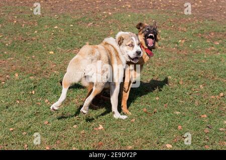 are asian shepherds aggressive