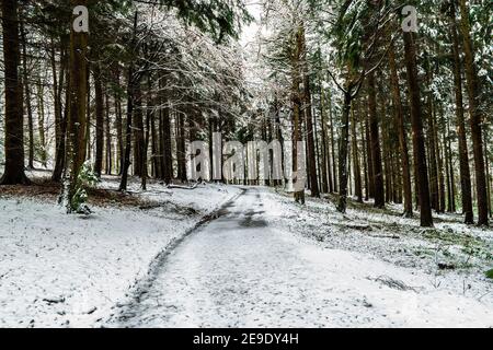 Path through Gwysaney Woods with snow. Stock Photo