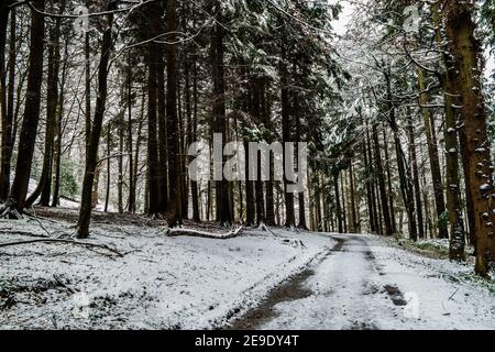 Path through Gwysaney Woods with snow. Stock Photo