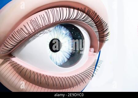 human eye isolated on white, model. Stock Photo