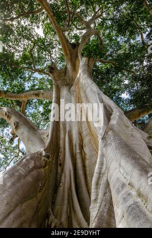 Trunk of a giant ancient Cotton tree or Kapok (Ceiba pentandra) in Magra village, Tabanan, Bali, Indonesia. Stock Photo