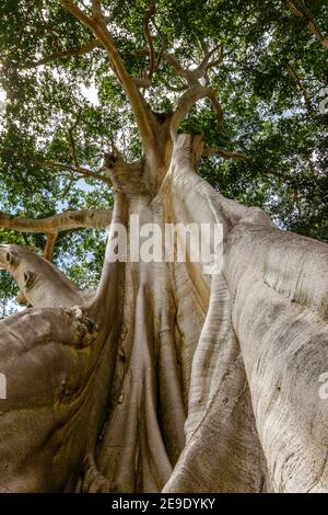 Trunk of a giant ancient Cotton tree or Kapok (Ceiba pentandra) in Magra village, Tabanan, Bali, Indonesia. Stock Photo