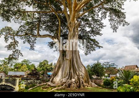 Giant ancient Cotton tree or Kapok (Ceiba pentandra) in Magra village, Tabanan, Bali, Indonesia. Stock Photo