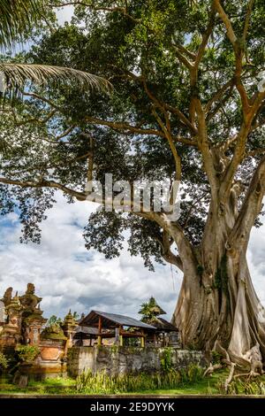 Giant ancient Cotton tree or Kapok (Ceiba pentandra) in Magra village, Tabanan, Bali, Indonesia. Stock Photo