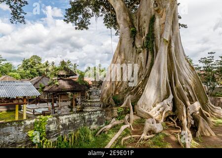 Trunk of a giant ancient Cotton tree or Kapok (Ceiba pentandra) in Magra village, Tabanan, Bali, Indonesia. Stock Photo