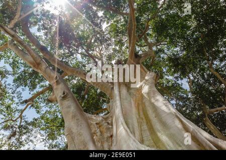 Trunk of a giant ancient Cotton tree or Kapok (Ceiba pentandra) in Magra village, Tabanan, Bali, Indonesia. Stock Photo