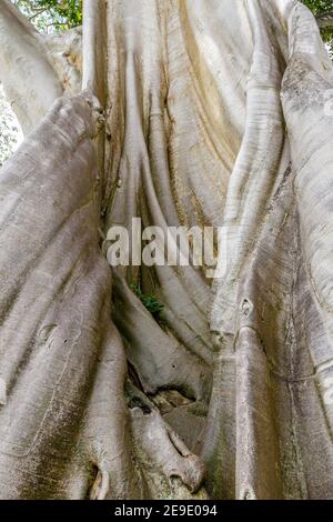 Trunk of a giant ancient Cotton tree or Kapok (Ceiba pentandra) in Magra village, Tabanan, Bali, Indonesia. Stock Photo