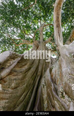 Trunk of a giant ancient Cotton tree or Kapok (Ceiba pentandra) in Magra village, Tabanan, Bali, Indonesia. Stock Photo