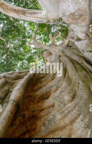 Trunk of a giant ancient Cotton tree or Kapok (Ceiba pentandra) in Magra village, Tabanan, Bali, Indonesia. Stock Photo