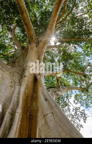 Trunk of a giant ancient Cotton tree or Kapok (Ceiba pentandra) in Magra village, Tabanan, Bali, Indonesia. Stock Photo