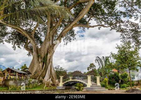 Giant ancient Cotton tree or Kapok (Ceiba pentandra) in Magra village, Tabanan, Bali, Indonesia. Stock Photo