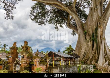 Trunk of a giant ancient Cotton tree or Kapok (Ceiba pentandra) in Magra village, Tabanan, Bali, Indonesia. Stock Photo