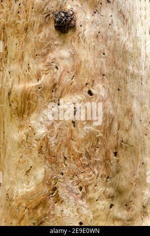 The texture of an old, dry pine tree without bark Stock Photo